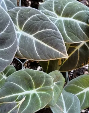 Alocasia reginula 'Black Velvet'