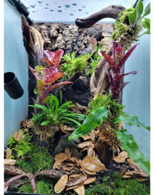 Manzanita Branch with Epiphytic Orchids and a Fern