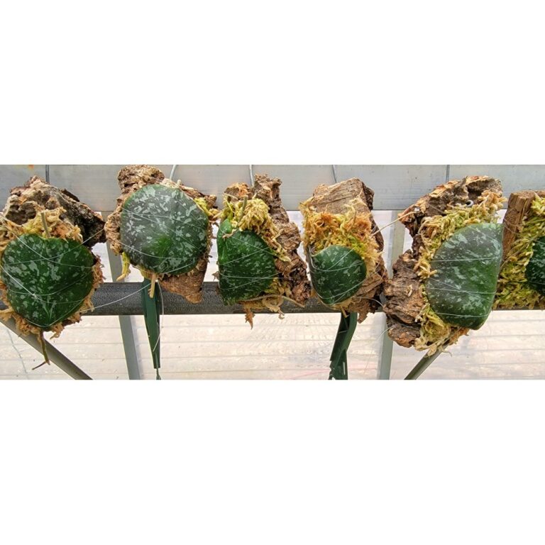 Hoya imbricata var. basisubcordata single 2-1000x1000w