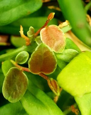 Marcgravia Sp. "Watermelon"