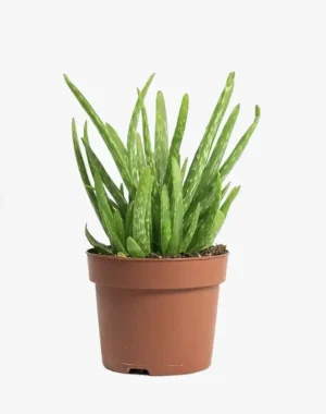 Bee Green Aloe Vera with Clay Pot