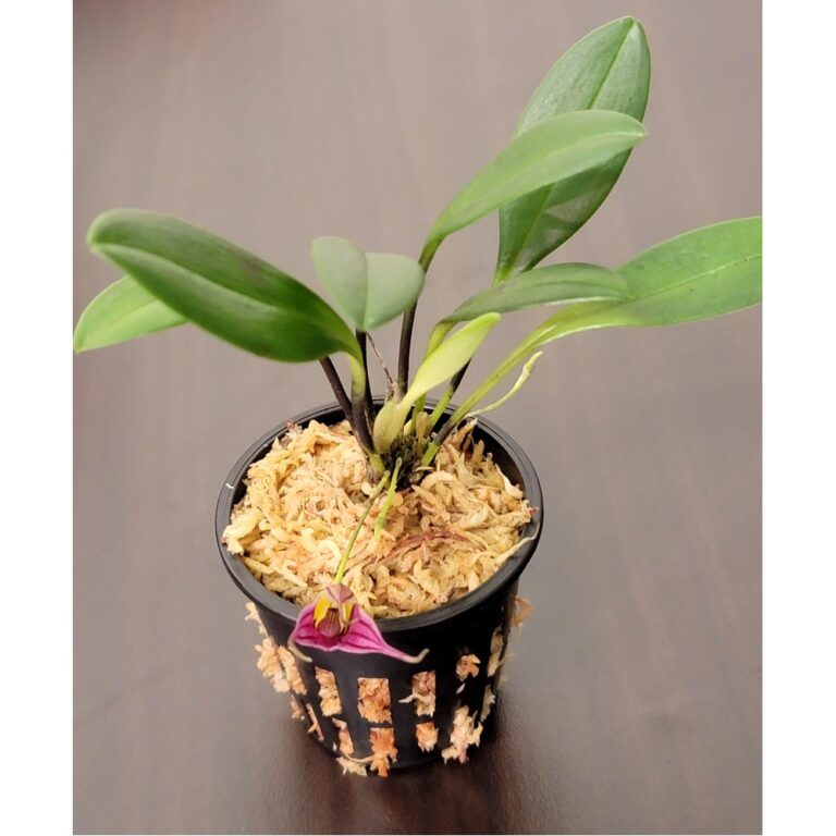 Masdevallia odontocera-1000x1000h