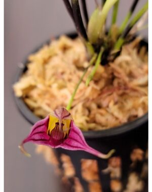 Masdevallia Odontocera