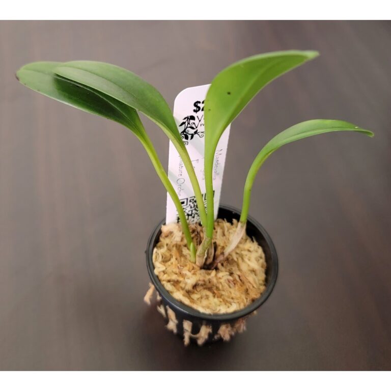 Masdevallia pachyura 2-1000x1000w