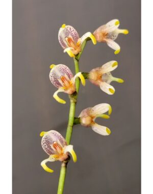 Masdevallia Pachyura