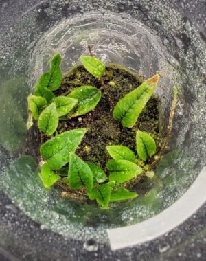 Microgramma Cf. Reptans