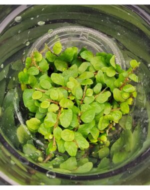 Microgramma Heterophylla