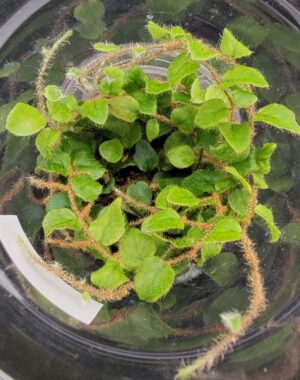 Microgramma Sp. #1 Ecuador