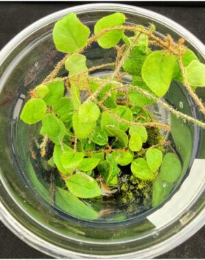 Microgramma Sp. #2 Ecuador