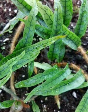 Miniature Fern Plant Cutting Package