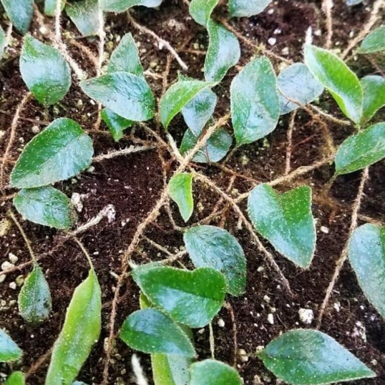 Microgramma sp. 1-1000x1000