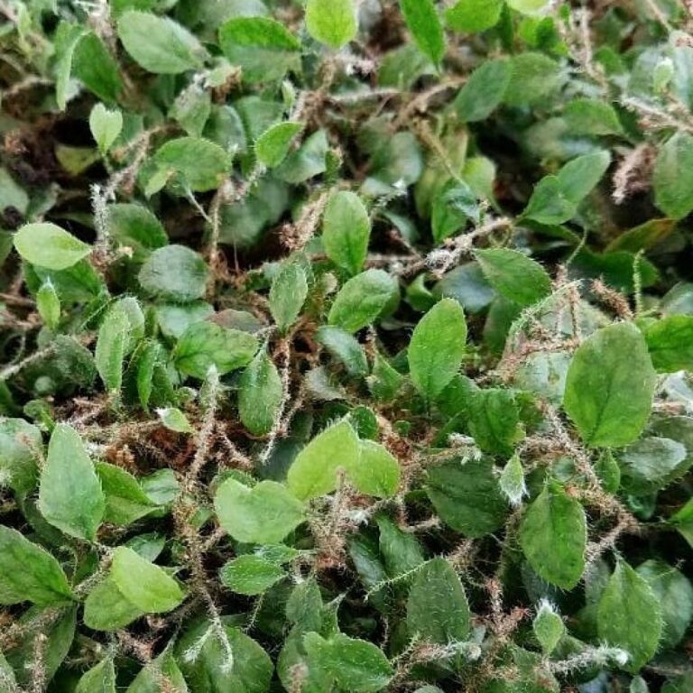 Microgramma sp. Ecuador 2-1000x1000