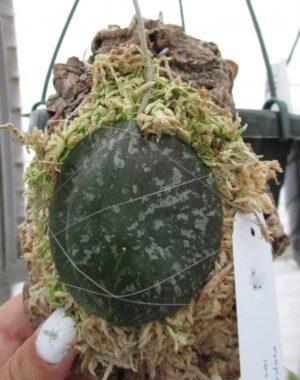 Hoya Imbricata Basi-Subcordata Mount Single Leaf