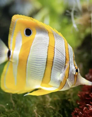 Copperband butterflyfish