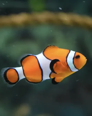 Clown Fish