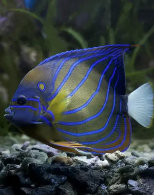 Regal Angelfish