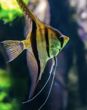 Orinoco Altum Angelfish